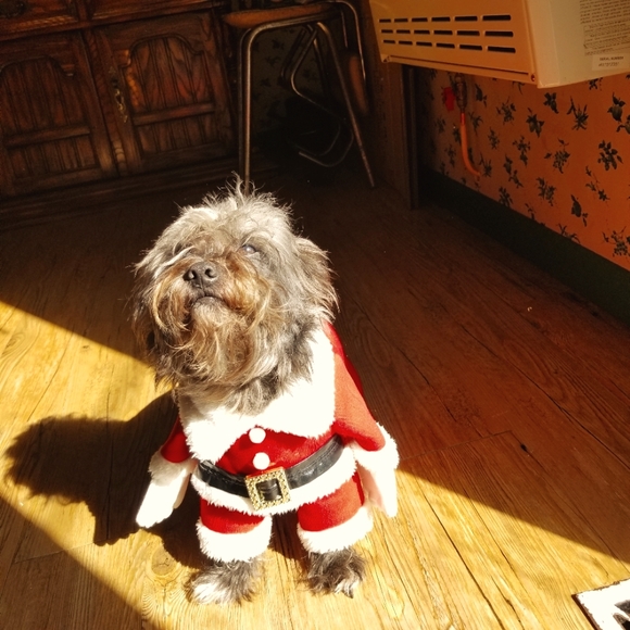 Dog Christmas outfit including santa hat dog not included - Picture 1 of 2